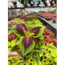 Coleus - Various Sizes